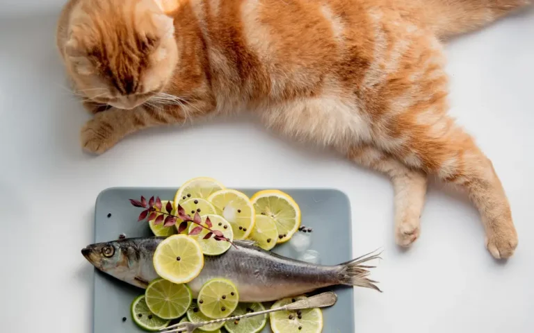 5 Praktycznych Sposobów Na Poprawę Zdrowia Twojego Kota